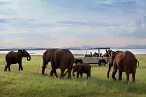 Track wildlife on a game drive in Lake Kariba
