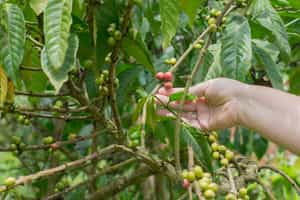 Visit the community run coffee plantations