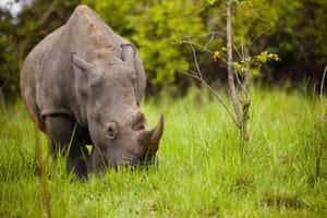 Visit the endangered rhinos at the Ziwa Sanctuary 