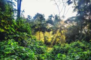 Explore flora and fauna on a Nyungwe Forest walk