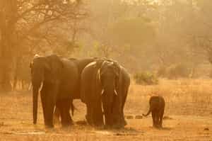 Spot incredible wildlife in Niassa