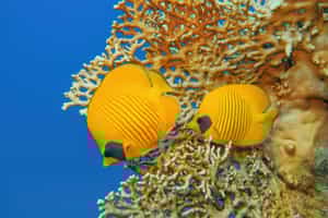 Scuba dive among the coral reefs in Hurghada