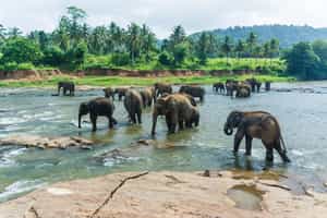 Walk with elephants on their own turf in Kandy