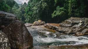 Enjoy a scenic forest hike and lunch in Galle