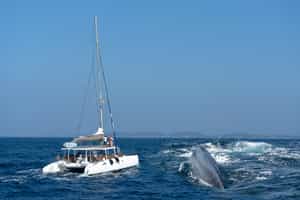 Join a marine specialist on a whale-watching trip