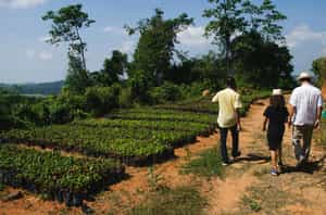 Take a tour of a cinnamon farm in Galle