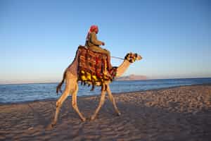 Ride through Hurghada's desert on a camel safari
