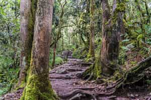 Take a day hike on the foothills of Kilimanjaro
