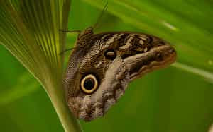 Visit the colourful residents of a butterfly farm 