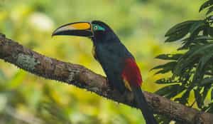 Go on a birding safari in The Ecuadorian Amazon