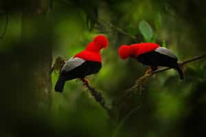 Go bird watching in the Cloud Forest