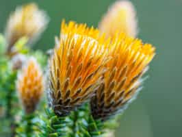 Explore the diverse Cotopaxi National Park