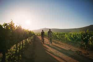 Discover the wine valley on a bike tour