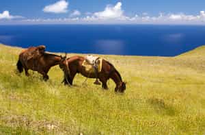 Ride alongside the roaming horses of Easter Island