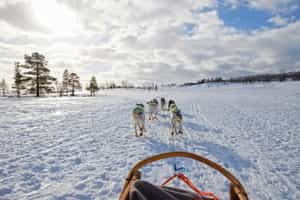 Go dog sledding on the snow in the Lake District