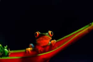 Experience Pacaya Samiria on a night excursion