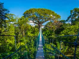 Discover the Amazon canopy on treetop walkways