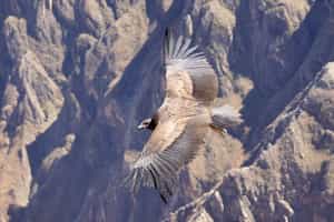Spot condors in the Colca Canyon, Arequipa