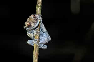 Experience the Tambopata on a night excursion