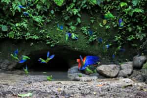 Watch colourful parrots in The Ecuadorian Amazon