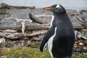 Walk with penguins on Martillo Island