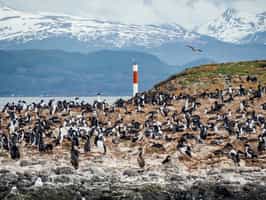 Spot Patagonian wildlife in Ushuaia