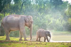 Visit an elephant sanctuary in Chiang Mai