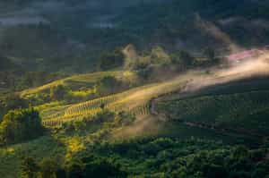 Go hiking in Doi Mae Salong in Chiang Rai