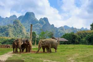 Visit the Khao Sok Elephant Sanctuary