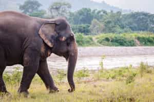 Visit of the Elephant Retirement Park, Phuket