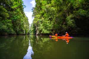 Kayak through the mangrove forests of Phuket
