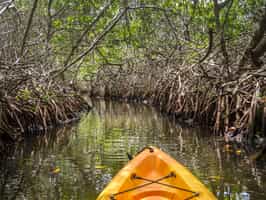 Kayak through the mangrove forests of Krabi