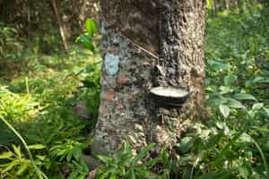 Visit a rubber plantation in Koh Yao Noi
