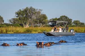 Gaze at wildlife on an Okavango boating safari
