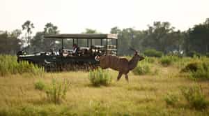 Track the Okavango's wildlife on a game drive
