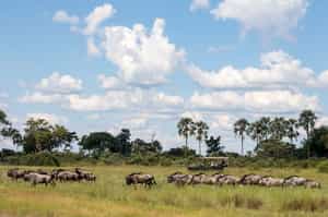 Track Khwai's wildlife on a game drive