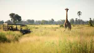 Track the Pan Handle's wildlife on a game drive