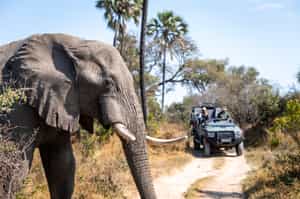 Track Moremi's wildlife on a game drive