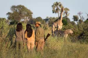 Find smaller wildlife on a Pan Handle bush walk