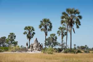 Find smaller wildlife on a Okavango bush walk