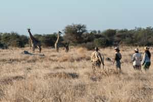 See smaller wildlife on a Chief's Island bush walk