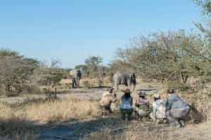 Discover smaller wildlife on a Savuti bush walk