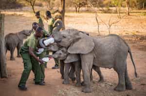 Visit residents of the Reteti Elephant Orphanage
