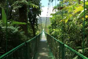 Explore the hanging bridges of Monteverde forest
