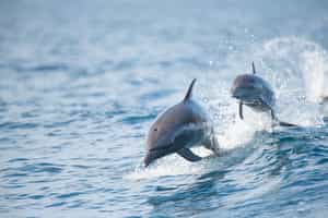 Go dolphin & whale watching in Corcovado