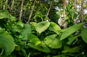 Visit the Kekoldi Indigenous Reserve