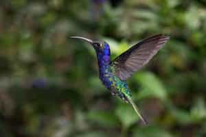 Head into a twitchers paradise in the Cloud Forest