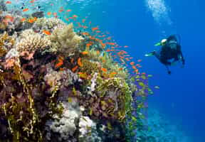 Go scuba diving around the Bazaruto Islands