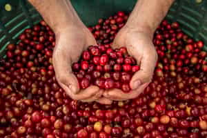 Become a coffee expert on a San Jose farm tour
