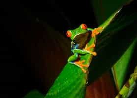 Take a twilight tour through Turrialba rainforest